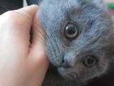 Наш новый питомец??????? Мечты