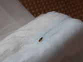 Снимаю значит памперс, а там...