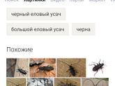 Кто знает что это за тварь?