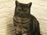 Кошатницам вопрос