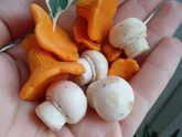 Долепила грибочки которые хотела.