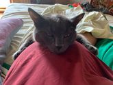 А у вас коты