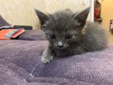 Чем кормить котёнка ?