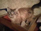 Как в итоге навали второго кота)))