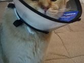 Котэ
