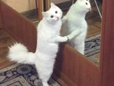 Агрессивный кот и рождение ребёнка