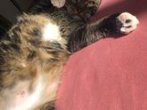 Это живот кота.