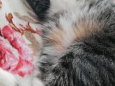 Опасения из-за кота
