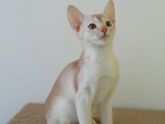 Котенок