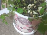 Про цветы 💐