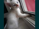 Знающие подскажите кот