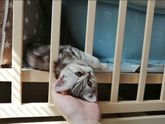 Любимые животные?