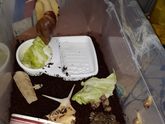 Ахатины 🐌в добрые руки