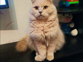Тема кота