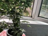 Фикус)