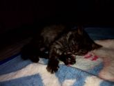 Котенок с улицы Вот