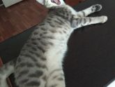 Адовая кошка
