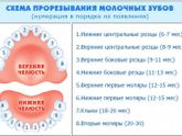 Зубки