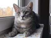 Ищем дом и ответственных хозяев коту