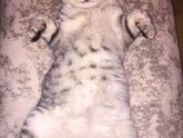 Шотландские коты