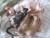 Котята)))
