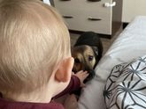 Собачья ревность