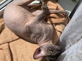 Скоро будут котята!)