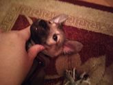 Завели собачку, подскажите плиз