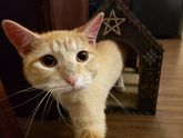 Новогодние подарки погодкам (3г, 4г.) и котикам)))
