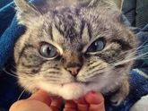 Кошатникам.
