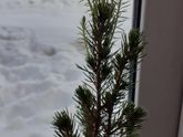 Купила я на НГ