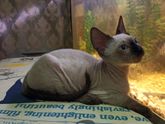 Подскажите, что это за