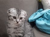 Котенок уже почти неделю