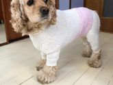 Комбинезончик на собачке😻 любовь