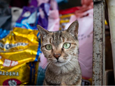 У уханьских кошек нашли коронавирус нового типа