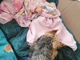 Охранаяет сон доченьки 💤💤💤🐶😂😂😂