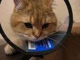 Котэ