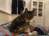 Это живот кота.
