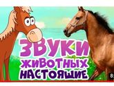 Здравствуйте.