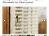 Мокрица??? В гардеробной??!