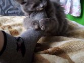 Котенок кусается