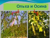 Ольха и осина - как отличить?