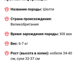 Маленькая собачка дома