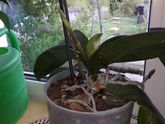 Орхидеи (фаленопсис)