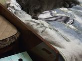 Обожаю своего кота