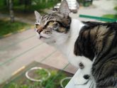 Кот наслаждается приближающимся летом