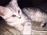 Шотландские коты