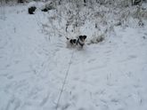 ❄️❄️❄️Люблю снежную погоду ❄️❄️❄️