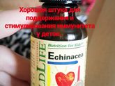 Эхинацея
