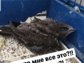 Девчонки, помогайте, что за
